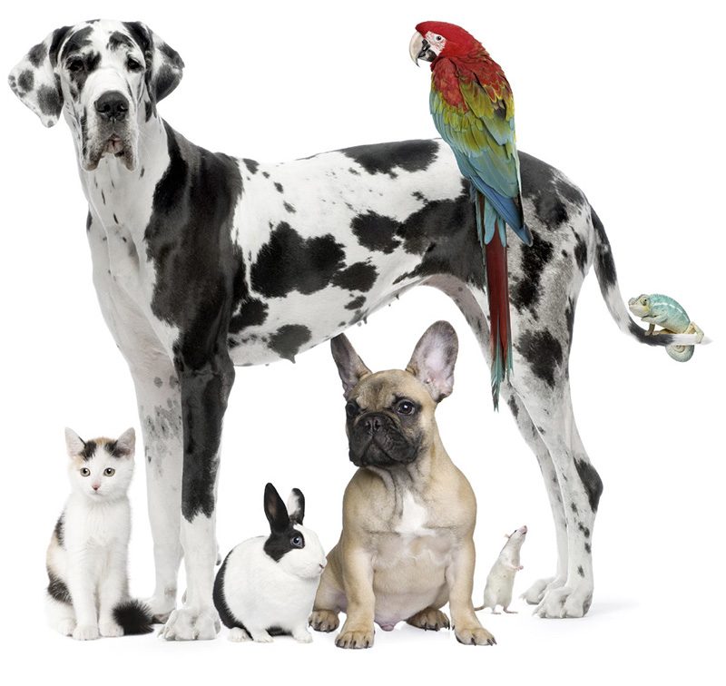 A Dalmatian, macaw, cat, dog, rabbit, mouse and gecko standing in a group over a white studio backdrop.