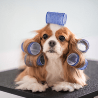 Hairy dog with five blue curlers